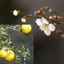 유자향기2 이미지