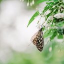 반딧불이 생태학교 이미지