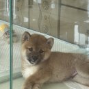 강아지분양 더펫 이미지