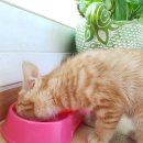 용인도담동물병원 이미지