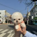 광교미니비숑분양 &#34;미니비숑&#34; 이것만 알자