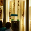 인삼전시관 이미지