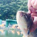 배내미낚시터 이미지