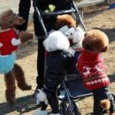 봉주르독 이미지