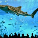 아쿠아리움 이미지