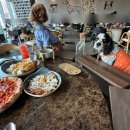 스타애견 | 수원 스타필드 애견동반 식당 달마시안 레스토랑 내돈내산 후기