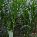 대자연농원 이미지