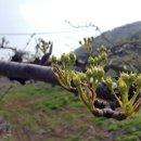 매산농원 이미지