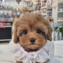 광주강아지분양 애견만세 | [광주/분양샵] 광주강아지분양 애견만세 가족 맞이 준비까지 알려줘서 도움됐던 곳