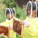 KB국민은행, 서울숲서 ‘K-Bee 꿀벌 체험 교실’ 이미지