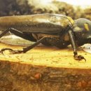 장수하늘소 이미지