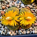 비비드그린