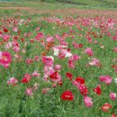 경관농장 이미지