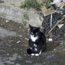 고흥수산 | 광주 말바우시장 횟집 &lt;고흥어부네회수산&gt; 대방어