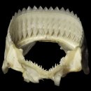 바다의 한입충 '검목상어' 이미지