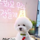 꽃다비펫 이미지