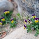 돌트미스테이 이미지