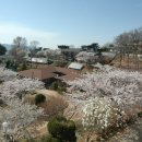 장봉 Daum카페