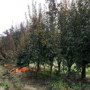 단산농장 이미지