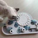 마타타비 | 고양이 춘곤증? 봄인데 잠만 자는 뚱냥이 대박이, 다이어트 활동량 UP 꿀팁 5가지