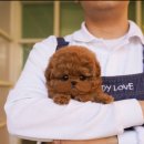 부산강아지분양 테디럽 명지본점 이미지