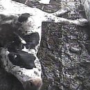 얼마나 논리가 없으면 피디수첩 말꼬리나잡을까? 이미지