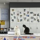 야옹아 놀자 | 경주 고양이 카페 야옹아 놀자 아이랑 방문 후기