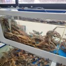 대게 좋은곳 이미지