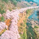 개나리, 벚꽃 가득한 하동·구례 이미지