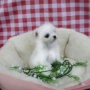 내 품안의 반려견(강서점) 이미지