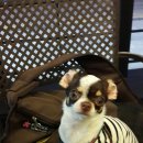 안나애견 이미지