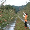 보람 농원 이미지