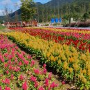 포천 한탄강 가든페스타 이미지