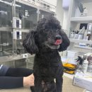 온 동물병원 이미지