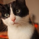 검암동물병원 이미지