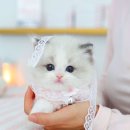 렉돌 냥이 | 예쁘고 건강한 “무릎냥이 랙돌”을 찾는다면, 여기서 끝!