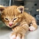 네코스토리 (서울 본점) 고양이 무료 분양 | 유기묘무료분양 길냥이 고양이무료입양 센터