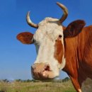 우두머리 이미지