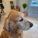 무병짱수 | [내서 카페] 마산대 근처 리트리버 사장님이 있는 무병짱수 재방문 후기