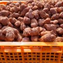 광수농장1 이미지