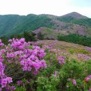 5월 4일 토요무박 - 100대 명산 제암산+일림산+사자산 철쭉 산행 안내 - 신청하기 이미지