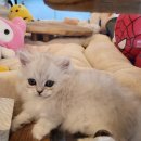 아담스펫 강아지분양 고양이분양 창원점 네이버블로그