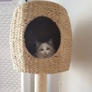 PRETTY OPPA 이미지