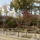 피자스쿨금촌역교차로점 이미지