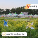 희망의 꽃 | 삼척 가볼만한곳 맹방 유채꽃 축제 2026 기간 주차 공연 총정리