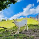 한솔목장 이미지