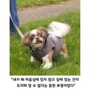 댕댕이# 이미지