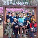 토둘~부천진달래축제** 이미지