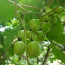 장석농장 이미지