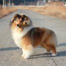 골든베릴셀티 이미지